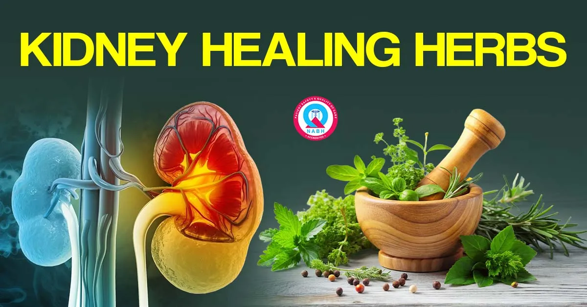 kidney-healing-herbs